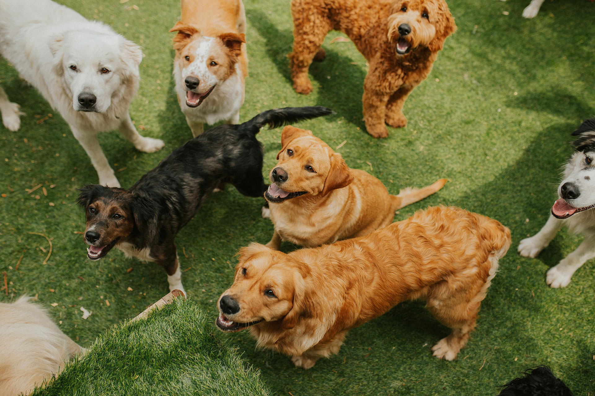 Group of dogs outside looking up and smiling