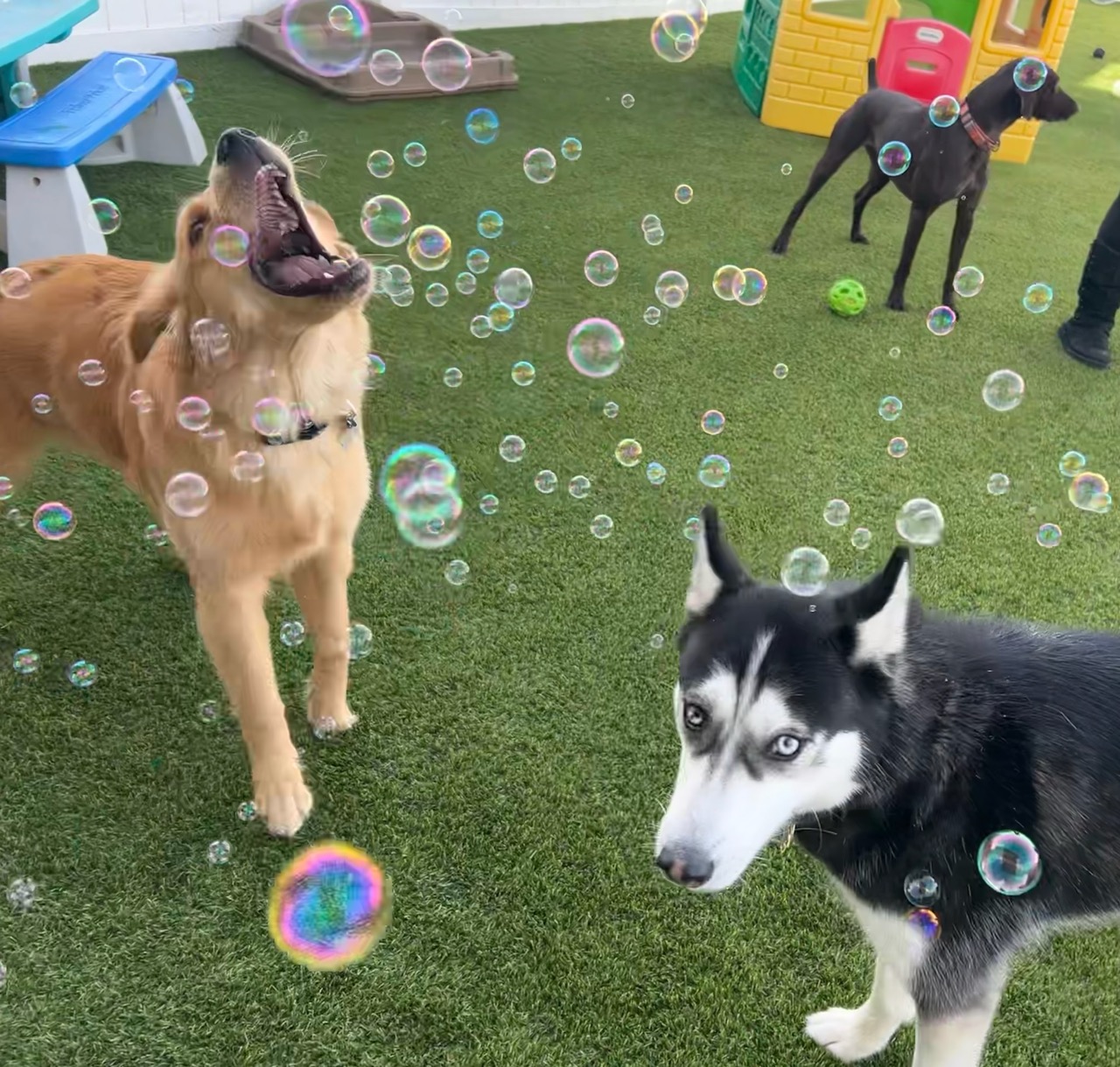 Dogs playing outside on turf with bubbles