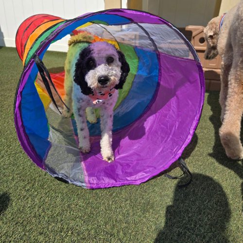 Fluffy and white dog in popup tube