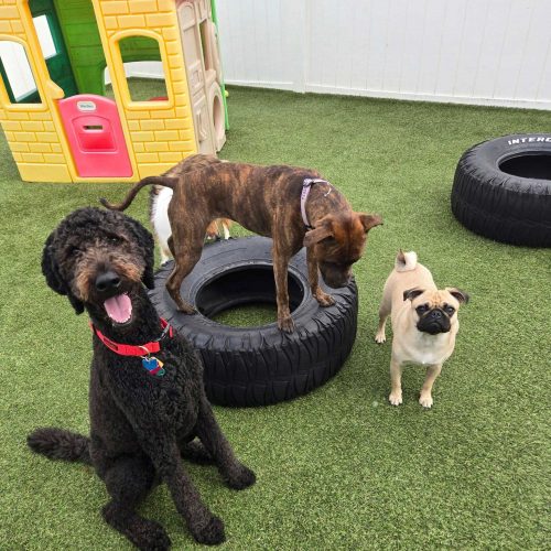 Dogs outside posing for photo