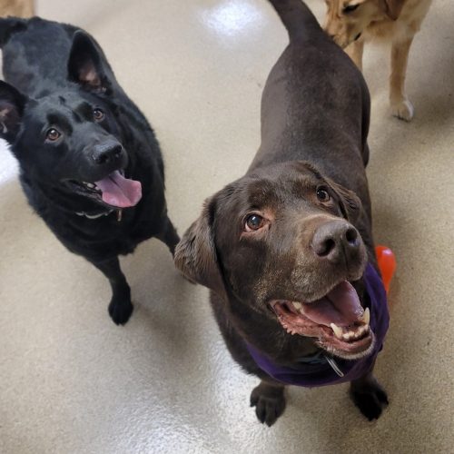 Chocolate lab with black dog smiling looking up