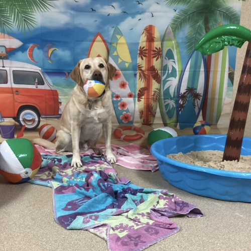 Lab in a beach setting, towles, a pool with sand, beach balls