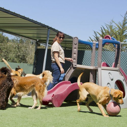 Dog care provider playing outside with several large dogs