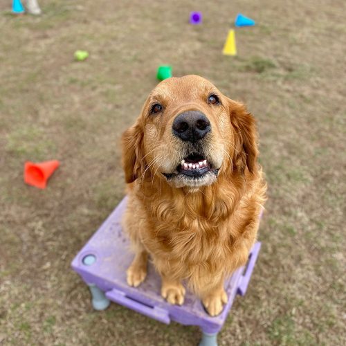 Golden retriever looking up, smiling