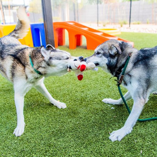 dogs playing with stuffed toys
