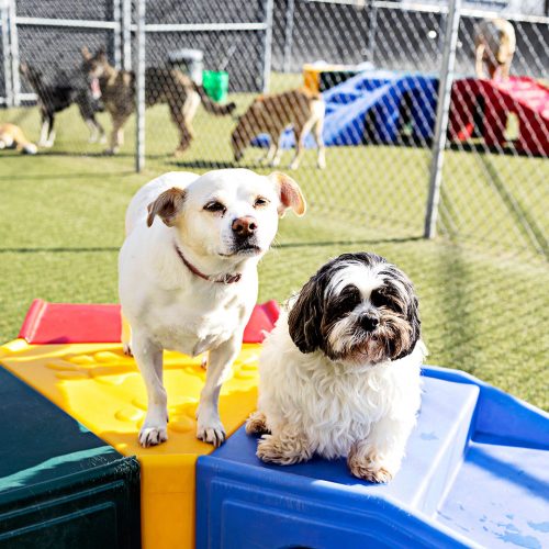 Dogs outside at Bed and Bark