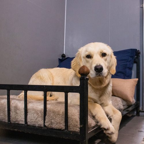 Golden Retriever laying on dog bed