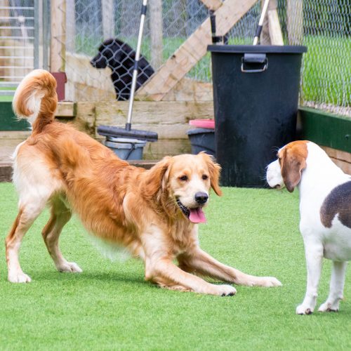 Golden Retriever playing with other dog on the turf