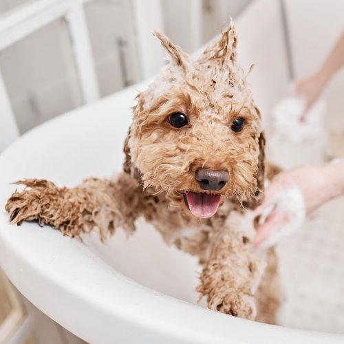 Dog in the bath with bubbles